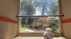 Fanoušci Star Wars! Poznejte nezvyklého návštěvníka zoo v San Franciscu