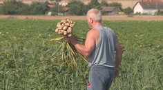 Česnek leží na polích. Přijeďte si ho nasbírat, lákají zemědělci