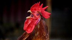 Kokrhání schváleno! Zvuky i pachy venkova chrání nyní ve Francii zákon