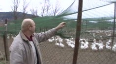 Stěhovaví ptáci se vracejí. Chovatelé drůbeže se bojí ptačí chřipky