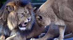 Tragédie v belgické zoo. Lev Nestor zadávil lvici Mayu z Česka, měli tvořit pár