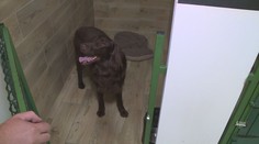 Za zvířecí hotel dáte skoro jako za dovolenou! Hlídají i křečky či hmyz