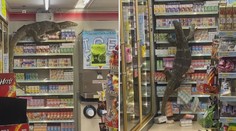 Žena vyrazila do obchodu. Stejný nápad měl i dvoumetrový varan