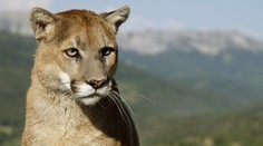 Puma v moravském pohraničí znovu zabíjela. NOVÉ VIDEO