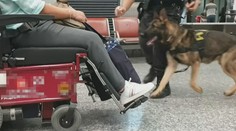 VIDEO: Muž pašoval drogy v invalidním vozíku. Policejní pes ho postavil na nohy