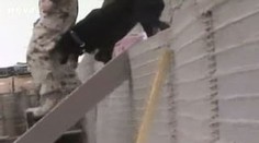 Ztracená fenka se po 14 měsících vrátila k armádě