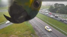 Na záběrech monitorující dálnici se objevil návštěvník, kterého nikdo nečekal