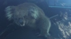 Koala zavinila hromadnou nehodu, pak si sama sedla za volant!