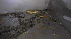 Inspekce uzavřela řadu podniků. V těchto podmínkách připravují jídlo. PŘEHLED