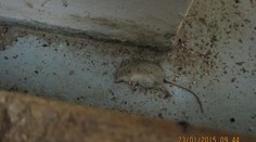 Obchod připomínal myší hnízdo, inspektoři ho zavřeli