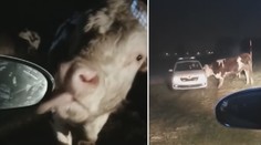 VIDEO: Strážníci jako kovbojové. V Pardubicích pomáhali nahánět krávy
