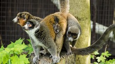 Přírůstek v ostravské zoo: Vzácní lemuři mají druhé mládě!