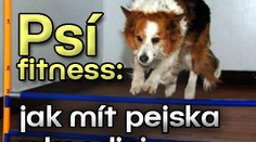 Psí fitness: jak mít pejska v kondici