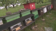 Velká včelí loupež. Chovatel na Vysočině přišel o několik úlů