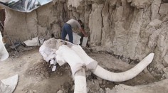 V Mexiku našli více jak 15 000 let staré pozůstatky mamutů