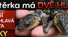 Ještěrka má dvě hlavy. DALŠÍ DVOUHLAVÁ ZVÍŘATA