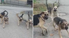 Lidé z obce u Prahy žijí ve strachu! Na ženu zaútočila psí smečka. VIDEO
