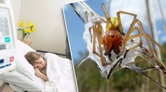 Dívka upadla do bezvědomí po kousnutí v trávě. Šlo o zápřednici?