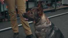 V Německu mají speciální policejní psy. Jsou vycvičení na hledání peněz