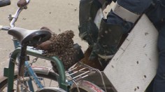 Některá města se potýkají s hmyzí invazí. Musí zasahovat dezinsektoři