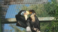Zlínská zoo má novou celebritu. Mládě zoborožce přilbového je středem pozornosti