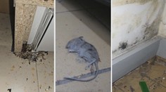 Přehled: V těchto obchodech nakupujete. Inspekce si došlápla na řetězce, rozdala pokuty