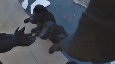 Z očí jim koukalo zoufalství. Policista zachránil labradory ze zamrzlého rybníka