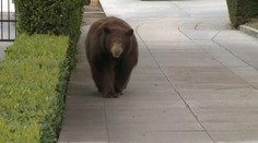Medvědí důchodkyně si vyšla do města, motala se ulicemi. VIDEO