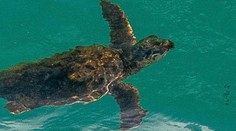 Neuvěřitelný příběh mořské želvy. Dobrovolníci nemohli uvěřit vlastním očím