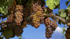 Svatováclavské slavnosti se vrací na Pražský hrad