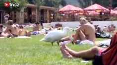 Vltava? To je nuda. Labutě mají radši fontánu s vodotryskem