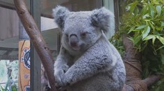 Koaly má chránit národní park v Sydney. Mohou přijít o domov, bojí se odborníci