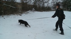 Policejní psi válí! Chytili zloděje aut i pobertu z obchoďáku!