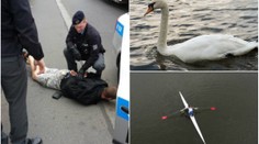 Drama na Vltavě: Mladík v Praze házel pervitin labutím!