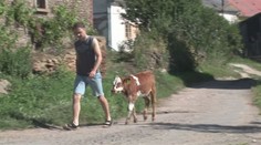 Místo psa hlídá dům tele