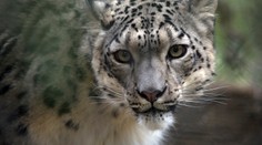 Samice levharta v zoo začala kašlat. Vyšel jí pozitivní test na covid-19