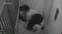 Pandí máma porodila dvojčata. Podívejte se, jak jsou roztomilá