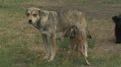 Speciální pouto psa a jelena. Osamělé mládě krmí matka štěňat