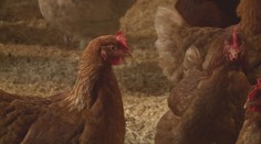 Na jihu Čech je ptačí chřipka. Zasáhla slepice, papoušky chovatel izoloval