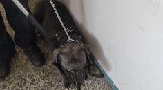 Z paničky rukojmí. V bytě se zabarikádovala před vlastním psem