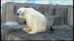Drzá vrána provokuje obrovského medvěda