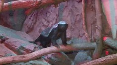 Medojed si troufne i na lva! Pár odvážlivců mají v olomoucké zoo
