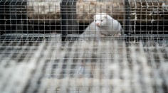 Zvířata v ohrožení! Dánsko zahubí až 17 milionů norků. Mají koronavirus