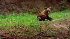 Dřevorubci potkali na Vsetínsku medvěda, seděl nad zabitou ovcí!