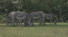 Řev lvů i brblání hrochů. V Safari Parku Dvůr Králové můžete zůstat do noci