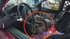 VIDEO: Mýval na drogách? Policie nevěřila svým očím, když viděla zvíře s dýmkou na pervitin