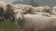 Vimperk nechal zastřelit ovci a jehně. Rozzuřil veterinářku i ochranáře