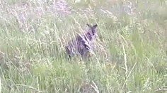 TO JE SÍLA! V lesích u Pardubic běhal KLOKAN! Odchytili jej strážníci