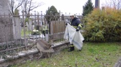 KURIOZNÍ VIDEO: Hasiči zachránili dvě srny uvízlé v mřížích hřbitova