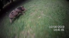 Malí čuníci vyrazili na výlet! Strážníci je naháněli po parku osm hodin